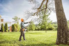 Trusted Mcqueeney, TX Tree Removal and Landscaping Services Experts